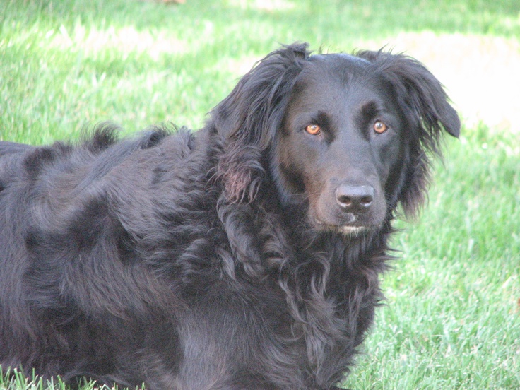 a large black dog laying on top of a lush green field