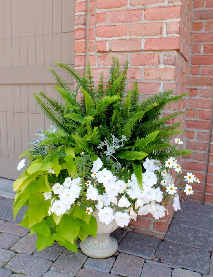 a potted plant with white flowers and green leaves in front of a brick wall