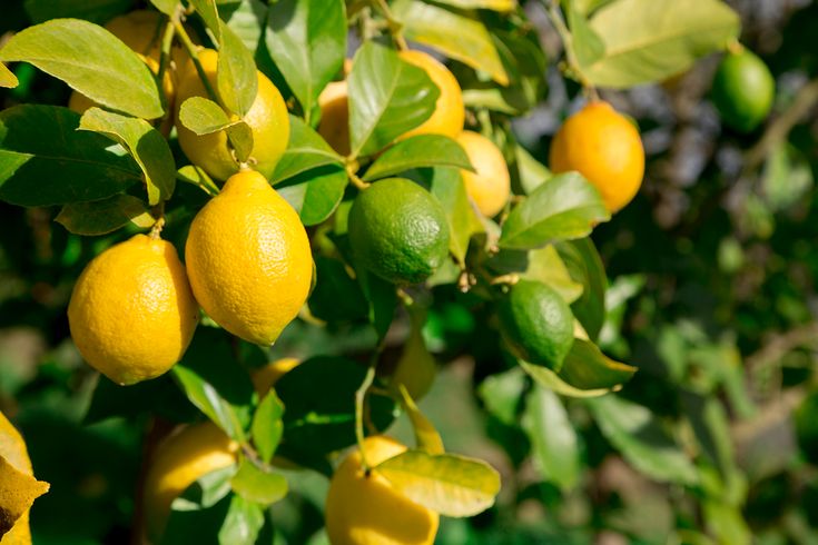 some lemons are hanging from a tree with green leaves