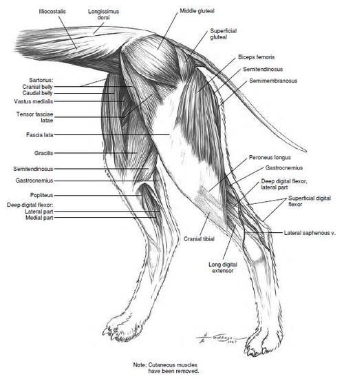 อันดับหนึ่ง 94+ ภาพ anatomy กล้าม เนื้อ คมชัด