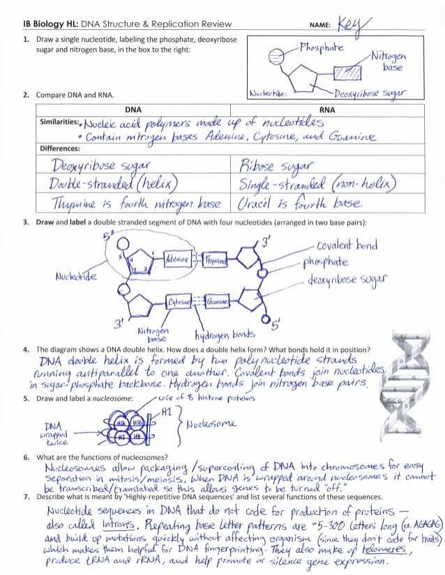 Dna Structure And Replication Worksheet Answers - worksheet