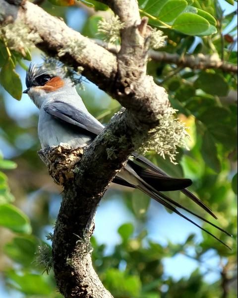 a bird sitting on top of a tree branch