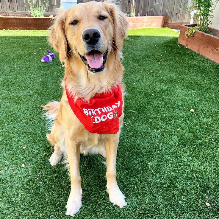 a golden retriever wearing a birthday bandana sits on the grass in front of a fence