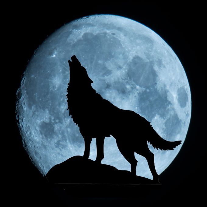 The Howling by Marston - ViewBug.com | Wolf silhouette, Wolf wallpaper ...