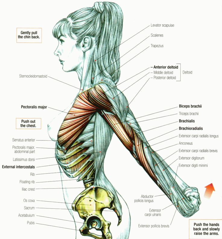 the muscles are labeled in this diagram