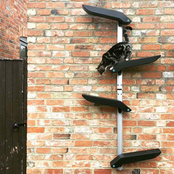 a black and white cat laying on top of a skateboard rack in front of a brick wall