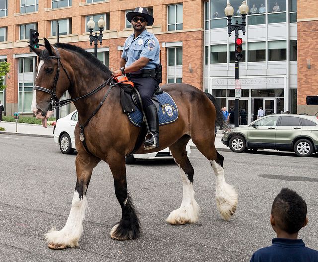 a police officer riding on the back of a brown horse