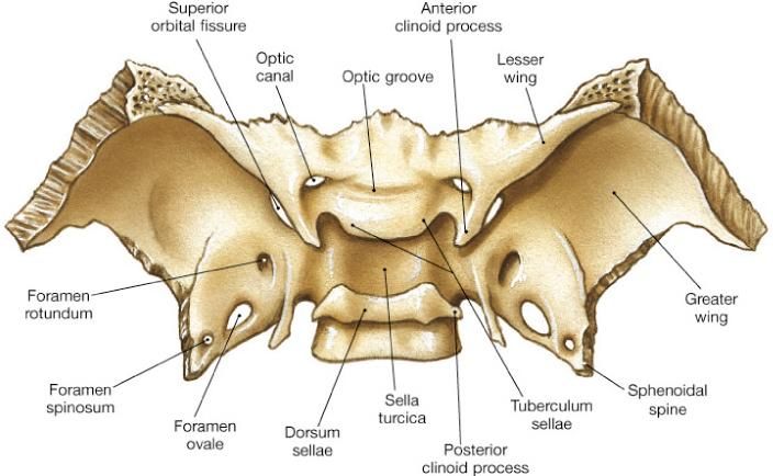 the bones of the lower limb