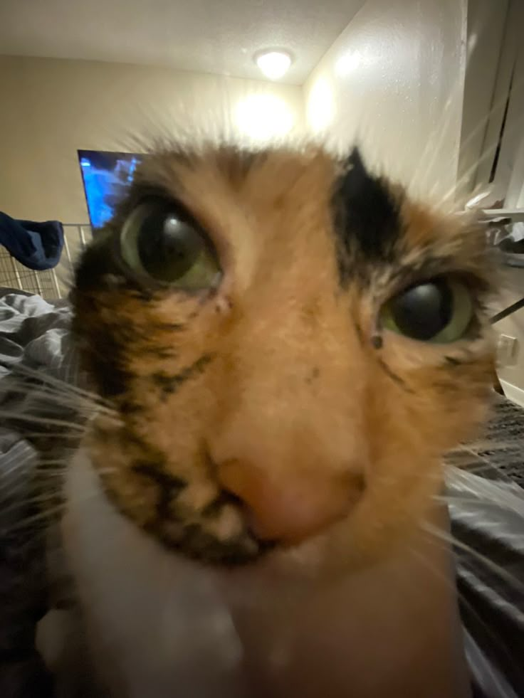 a close up of a cat's face on a bed