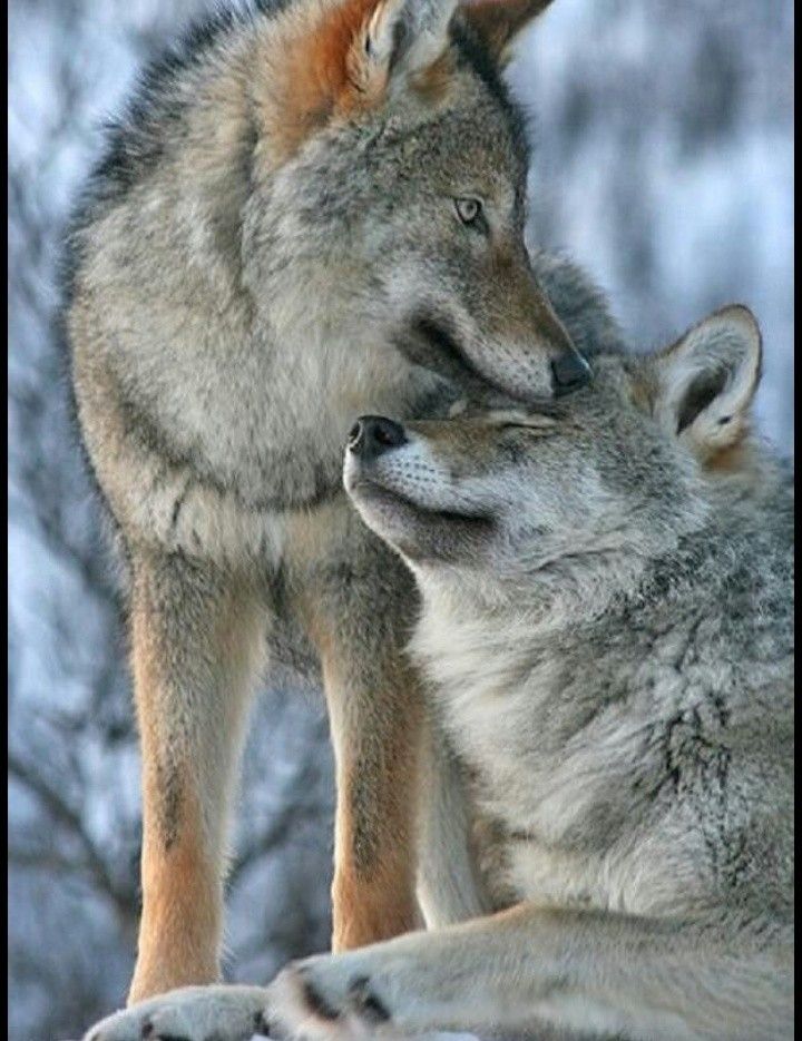 #love #wolf #copule #goals #animals | Wolf love, Beautiful wolves, Wolf dog