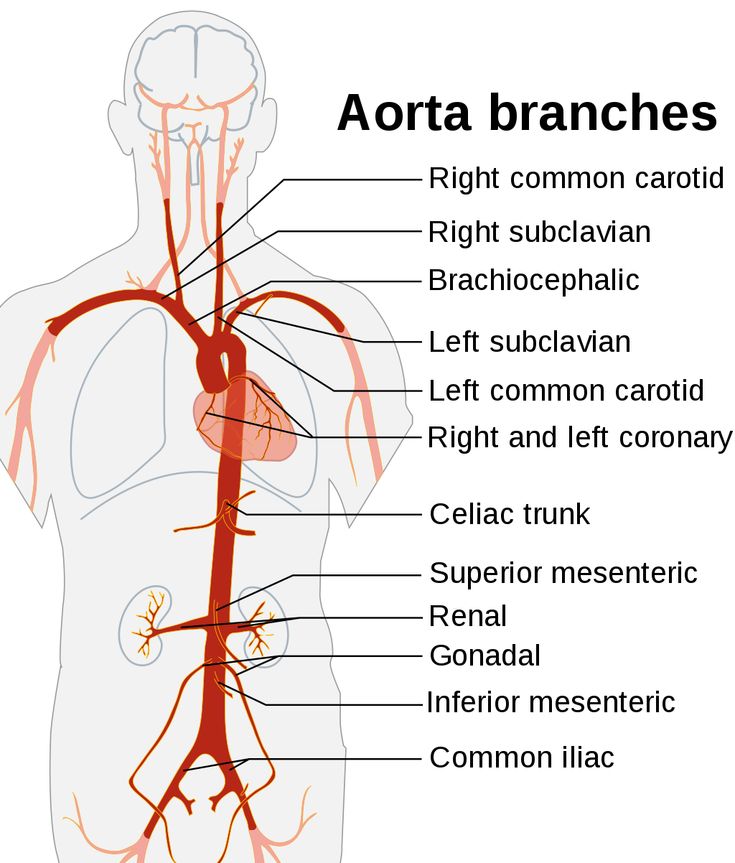 the anatomy of the human body including the heart, blood vessels and major branches with labels