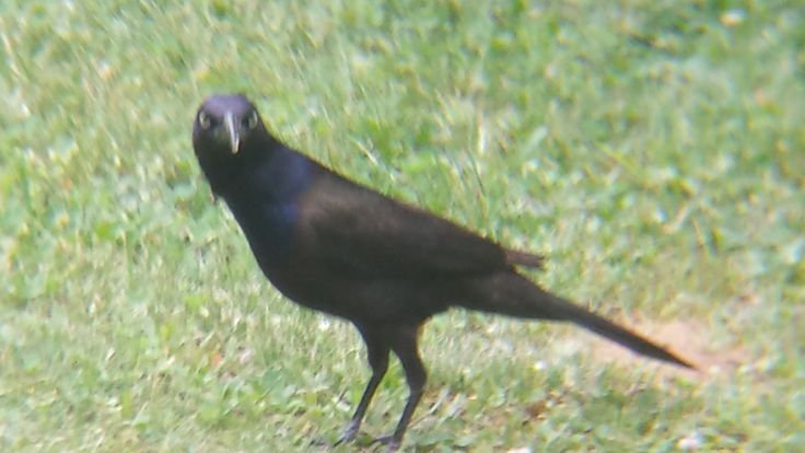 a black bird standing on top of a lush green field