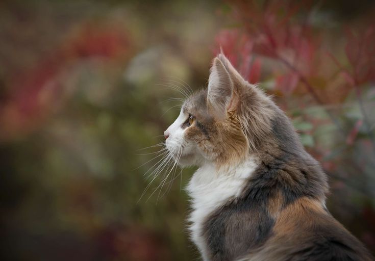 a cat is looking off into the distance