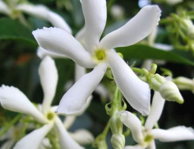 white flowers with green leaves in the background