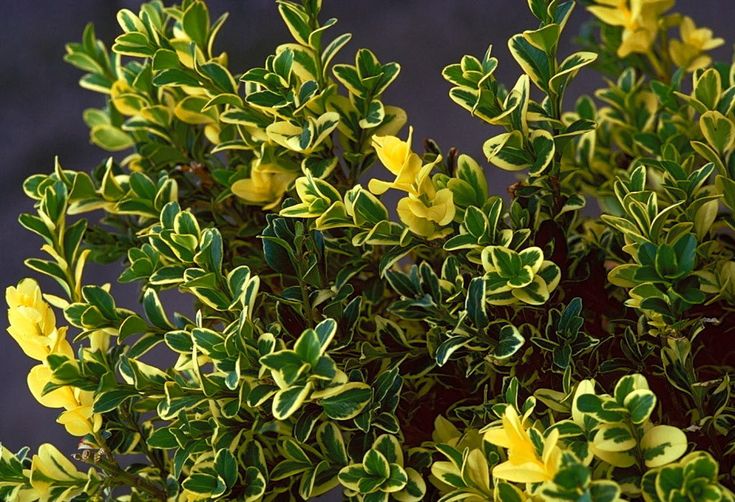 a bush with yellow flowers and green leaves in the daytime sun on a dark background