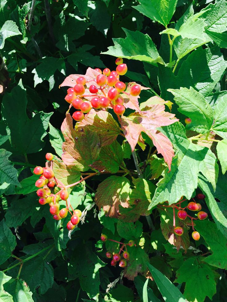 red berries are growing on the leaves of a bushy plant in the sun light