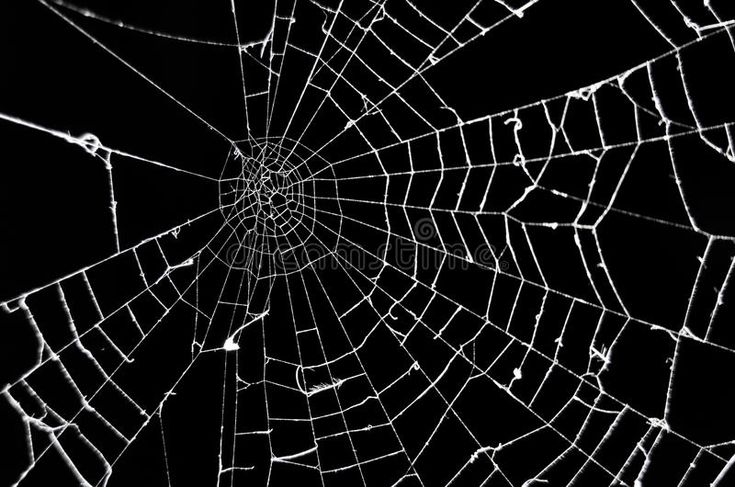 a spider's web with water droplets on it in black and white stock photo