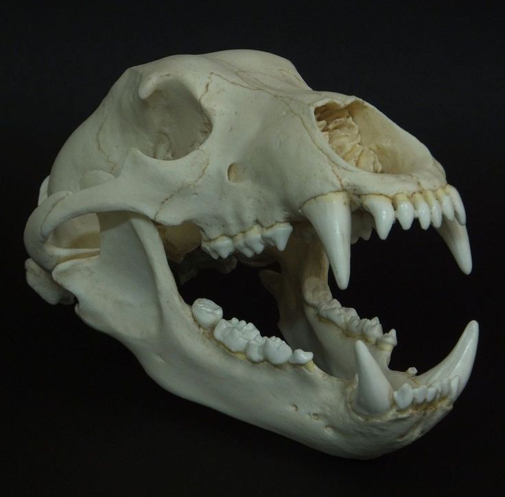 an animal's skull with large teeth on a black background is seen in this image