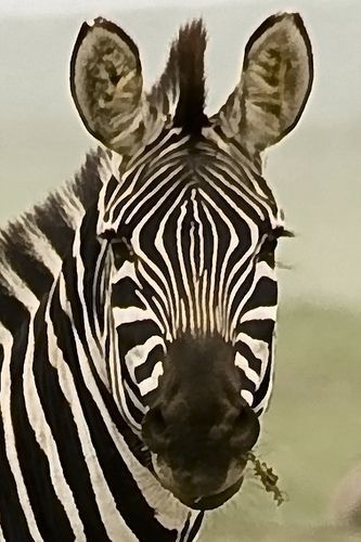 a close up of a zebra with grass in its mouth