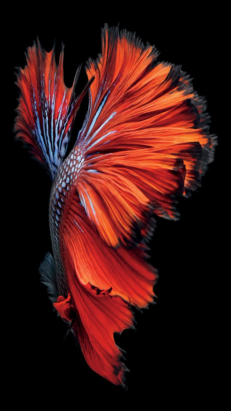 an orange and blue fish on a black background with its tail curled in the air