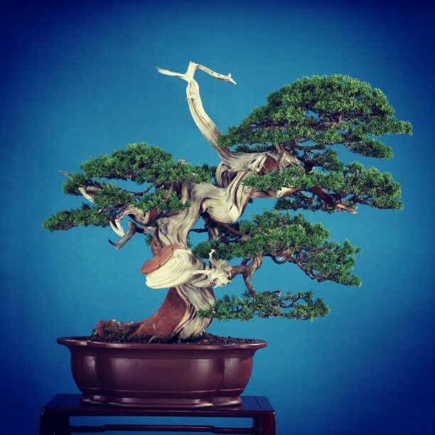 a bonsai tree in a brown pot on a blue background with white trimmings