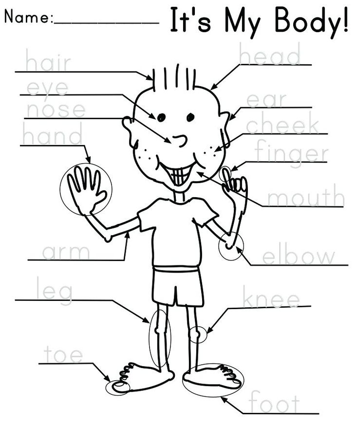 the parts of a body worksheet for kids to learn with pictures and words