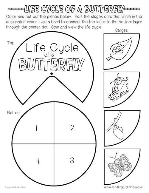 the life cycle of a butterfly worksheet for kids to learn how to draw and color