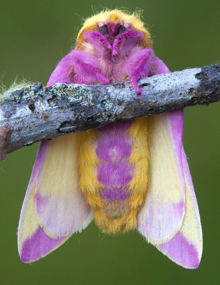 a close up of a small purple and yellow bird on a branch