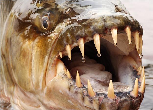 the mouth of a large fish with sharp teeth