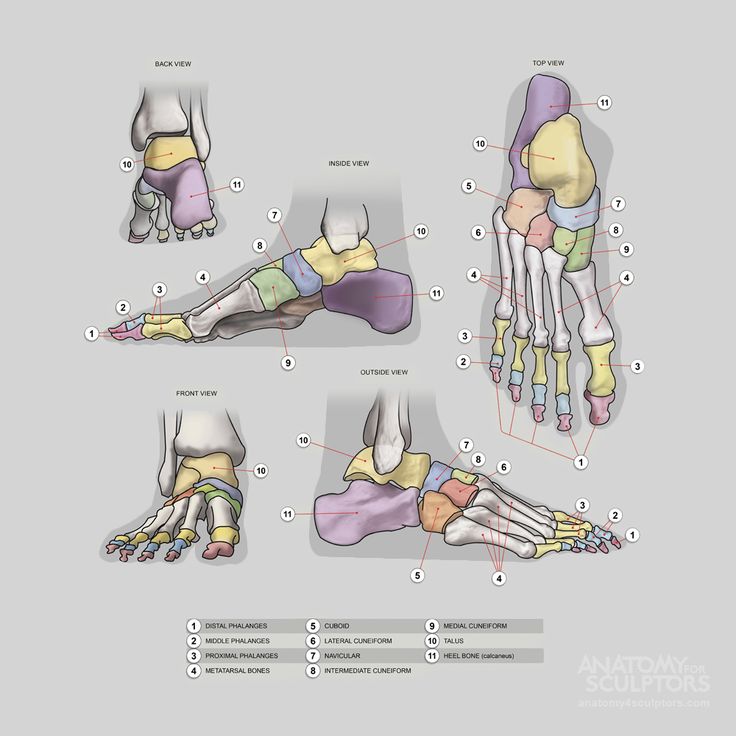 an image of the foot and ankle bones in different positions, including one with both hands on