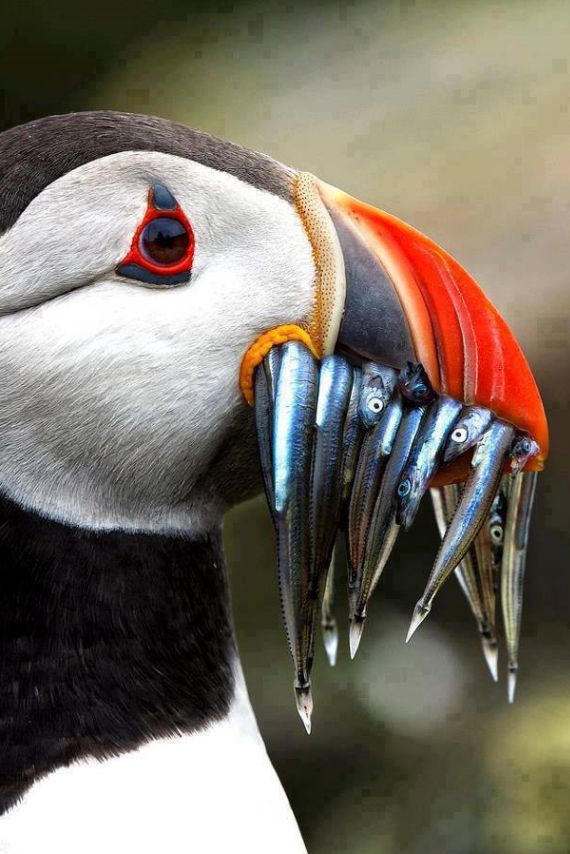 a close up of a bird with fish in it's beak