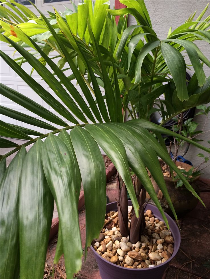 a potted plant with lots of green leaves