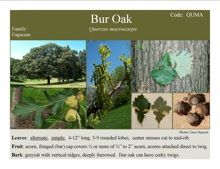 the brochure is showing different types of leaves and other things that are on display