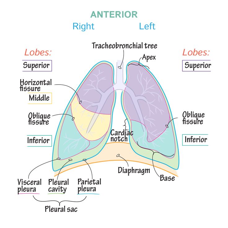 Gross Anatomy Glossary: Lungs & Pleura | Lung anatomy, Gross anatomy ...