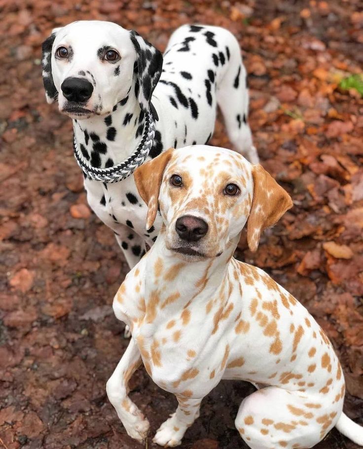 two dalmatian dogs are sitting on the ground