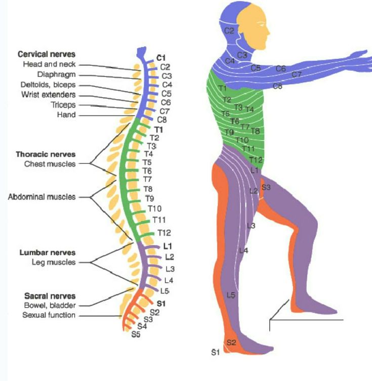 Nerve Root Distribution