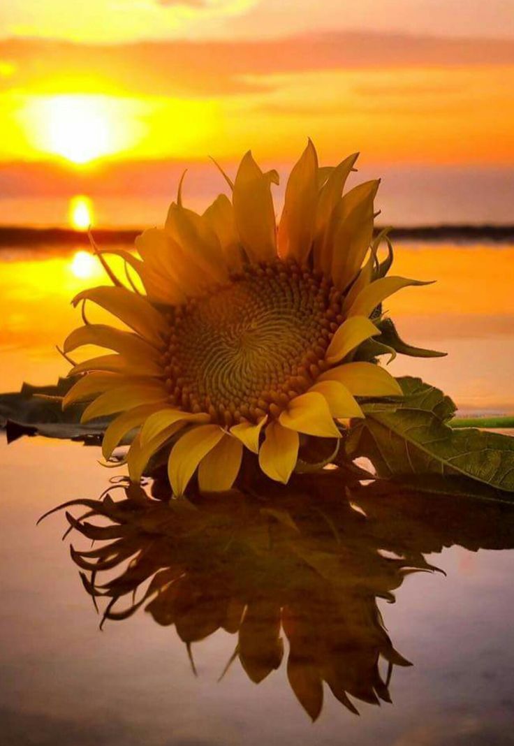 a large sunflower sitting on top of a body of water with the sun setting in the background