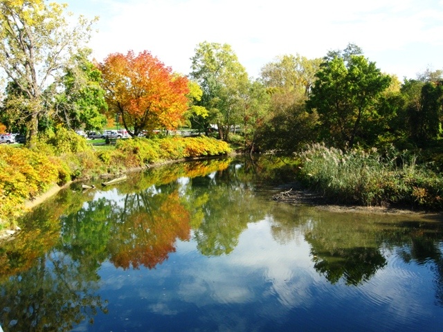 a river with trees in the background and cars parked on the other side by it