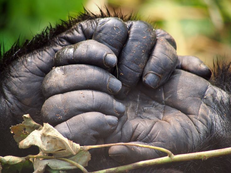 a close up of a gorilla's face and hands