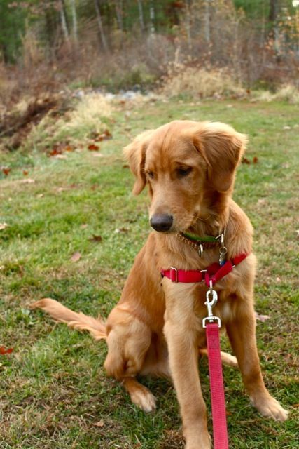 a brown dog sitting on top of a lush green field next to a red leash