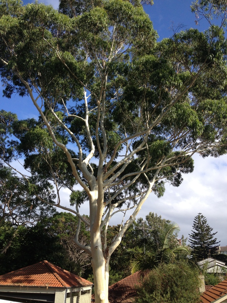 a large white tree sitting in the middle of a yard