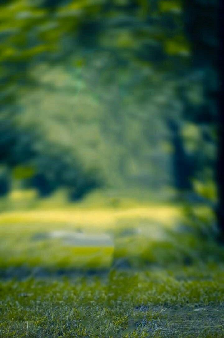 a red fire hydrant sitting in the middle of a lush green park filled with trees