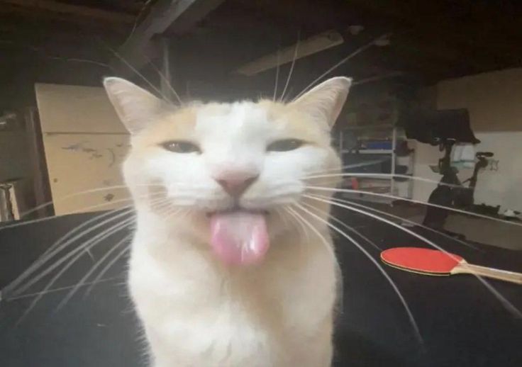 an orange and white cat sticking its tongue out with it's tongue hanging out