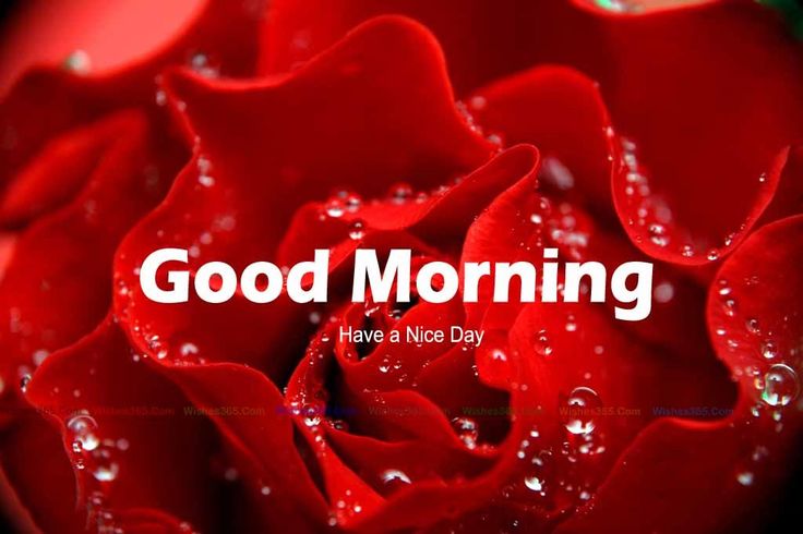 a red rose with water droplets on it and the words good morning have a nice day