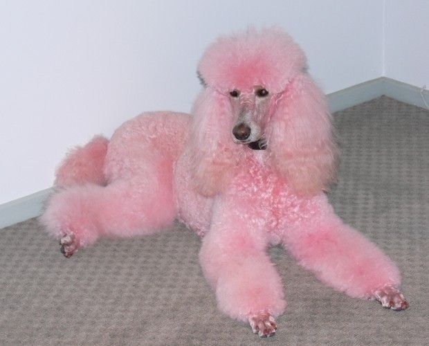 a pink poodle laying on the floor next to a wall