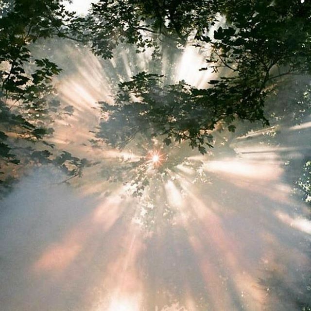 the sun is shining through some trees