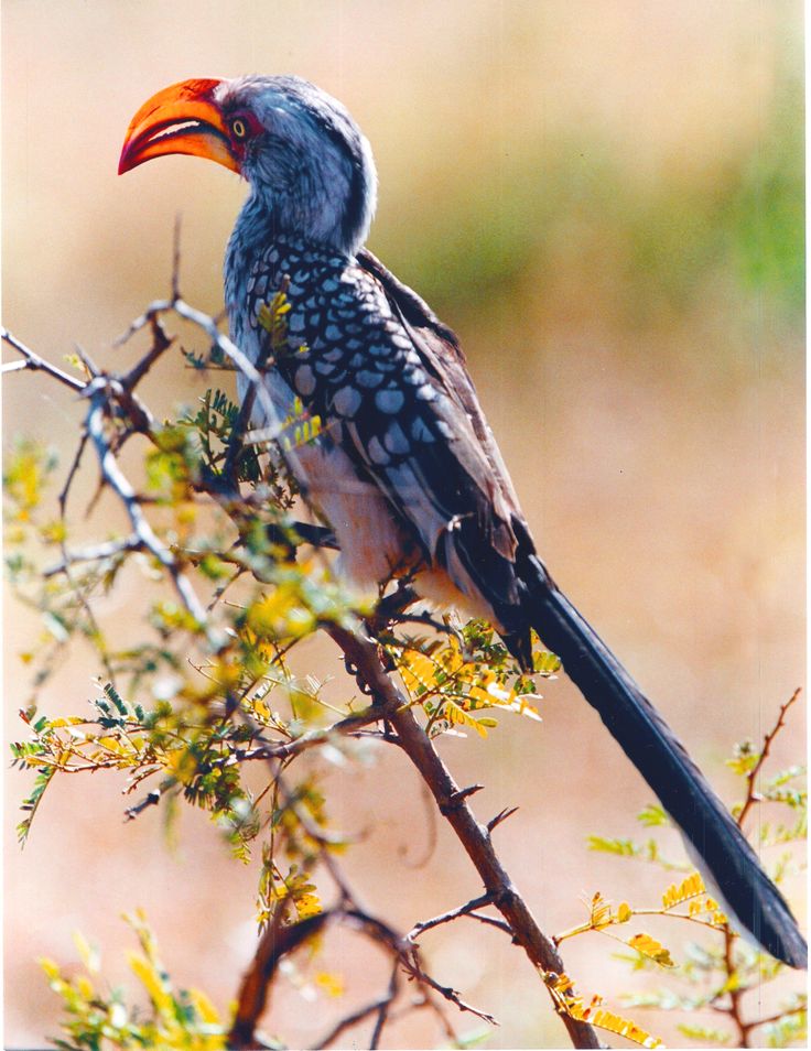 Common Hornbill - Kruger Nat Pk | South african birds, Common birds ...