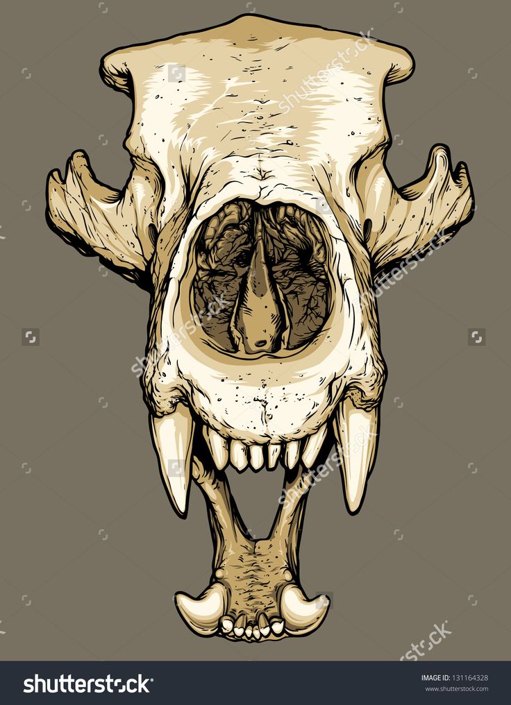 an animal's skull with large teeth