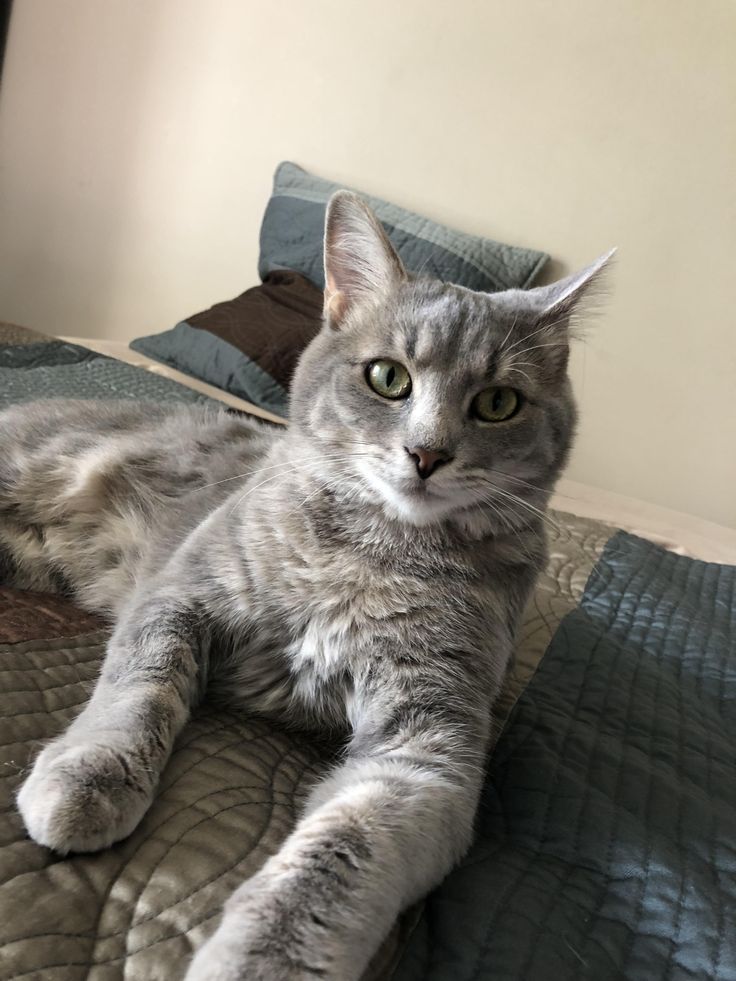 a gray cat laying on top of a bed