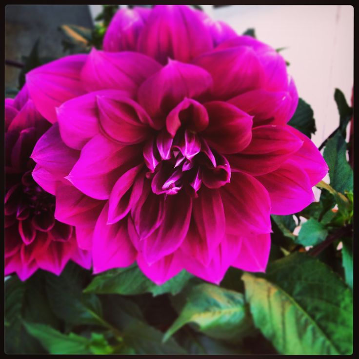 a purple flower with green leaves around it